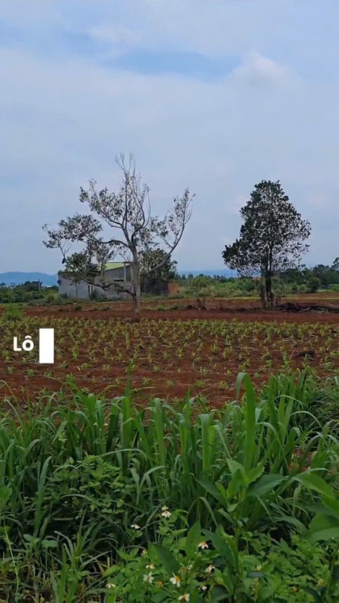 manh dat dong thanh view cuc dep view tuong phat san may om tron nui voi mat tien ngang lon 14m