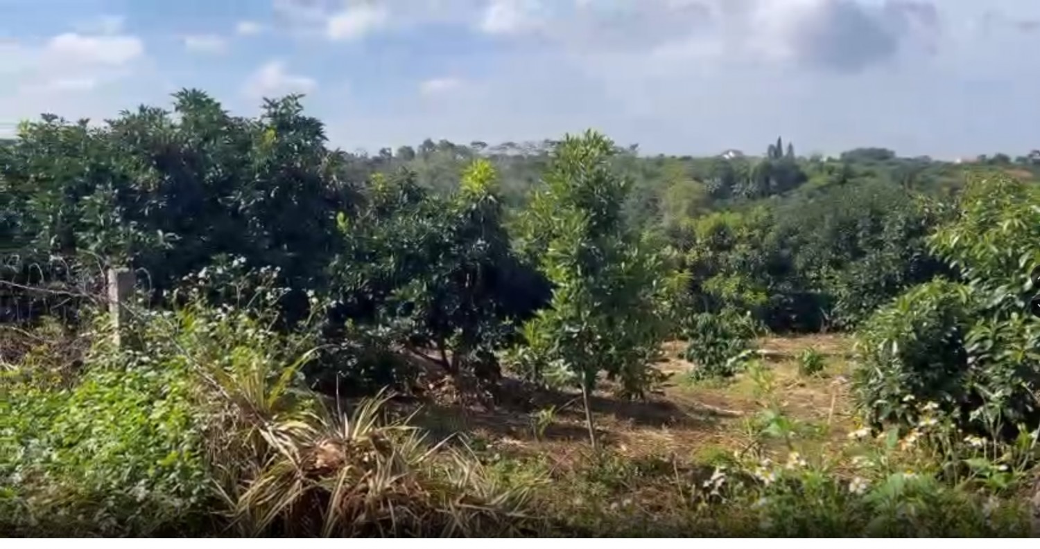 manh dat ngop gia re o nam ban view thung lung tren dat san cay an trai