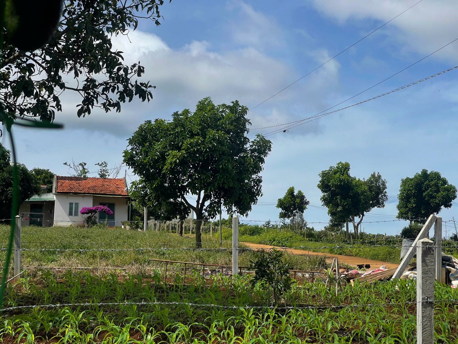 manh dat cach nhua 500m bang phang no hau o khu dan cu view thi tran va doi thong