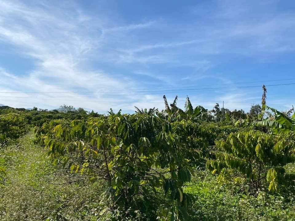 thieu tien dong ngan hang can ra nhanh 2 sao dat tai xa hoa bac