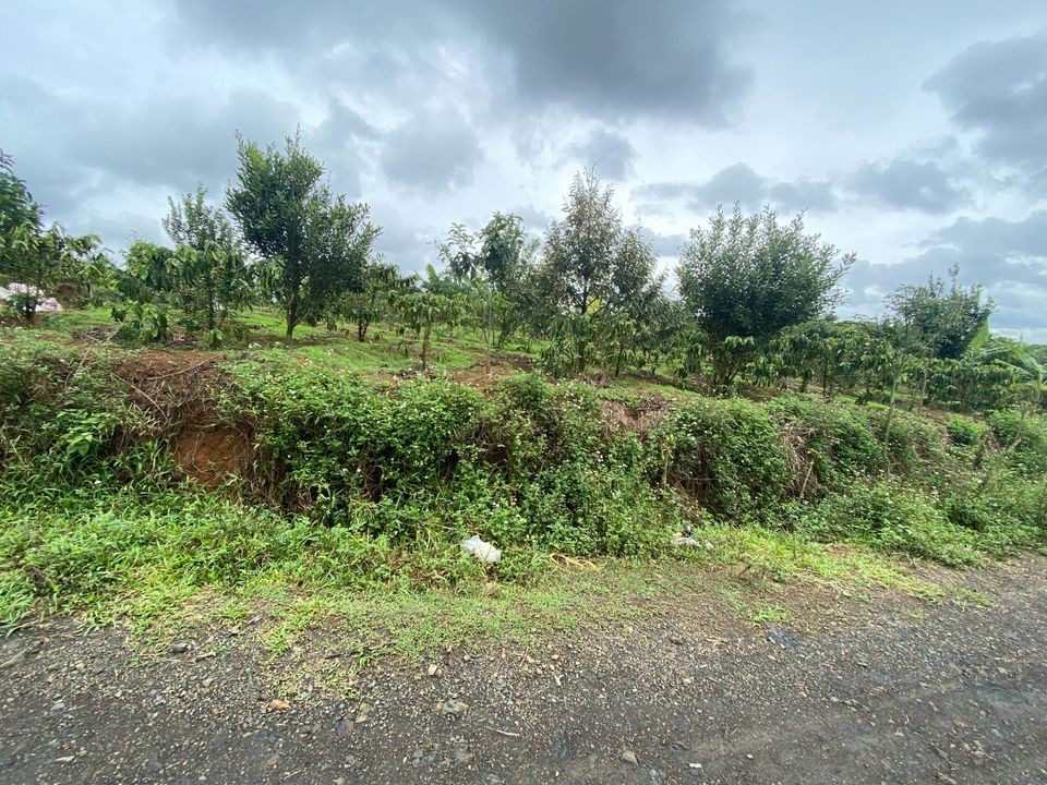 chi ?nh chu ? ca ?n ba ?n lo dat dien tich 50m x 45m ta ?i thon 1 xa ? ho ?a ninh di linh lam dong