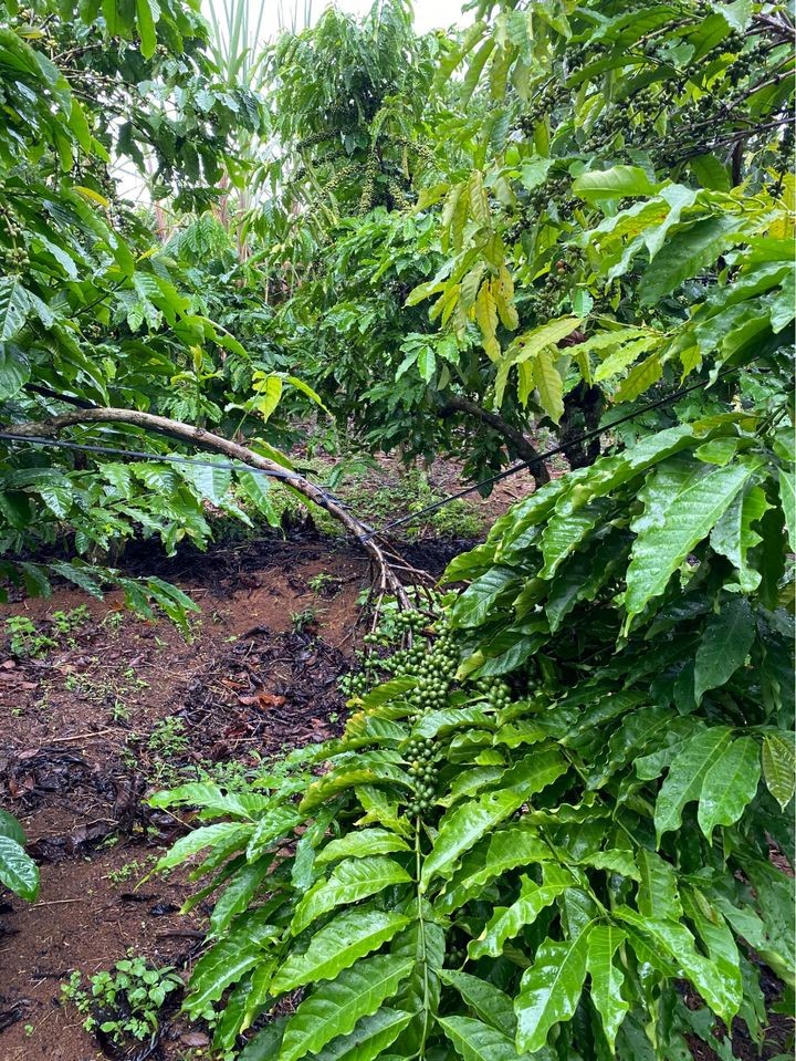 ban dat xa hoa nam giap tan lac cach trung tam y te xa tan lac ban tam 15 km duong nhua
