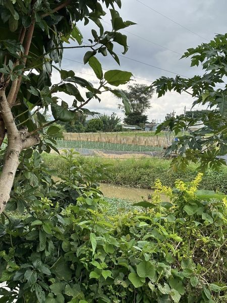 can ban lo dat chan dai mien man nhu hoa hau tai xa quang lap huyen don duong
