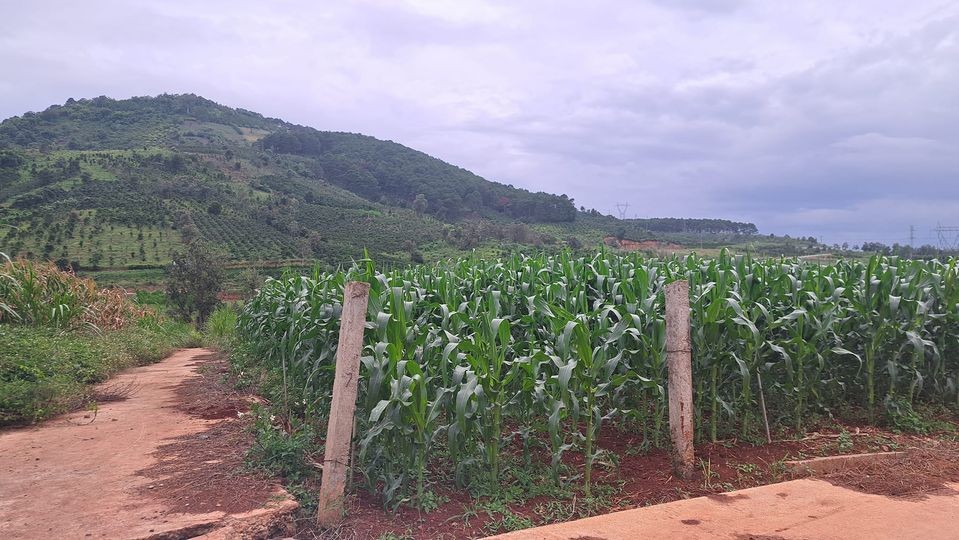 ban 2 sao dat co 40m duong be tong xa hiep thanh view song dep gan san bay da lat