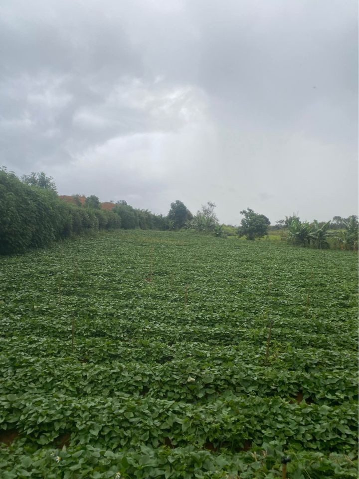 ha gia ban nhanh lo dat dien tich tren so 1 5 sao tai xa tu tra   don duong