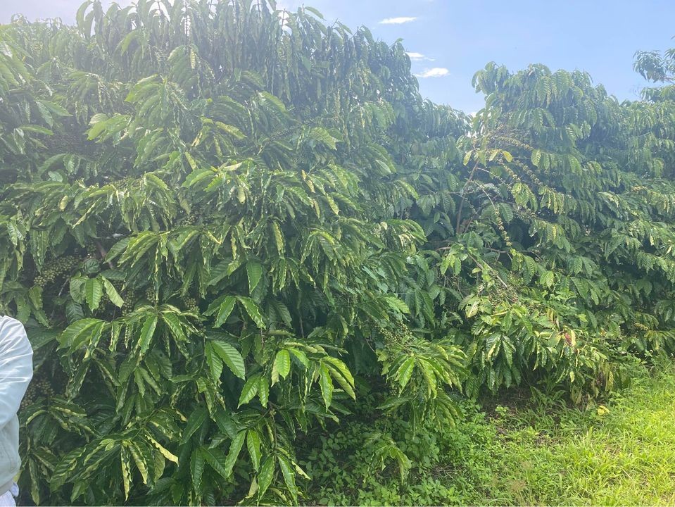 ban 4 8 sao dat tai xa hoa nam h  di linh lam dong