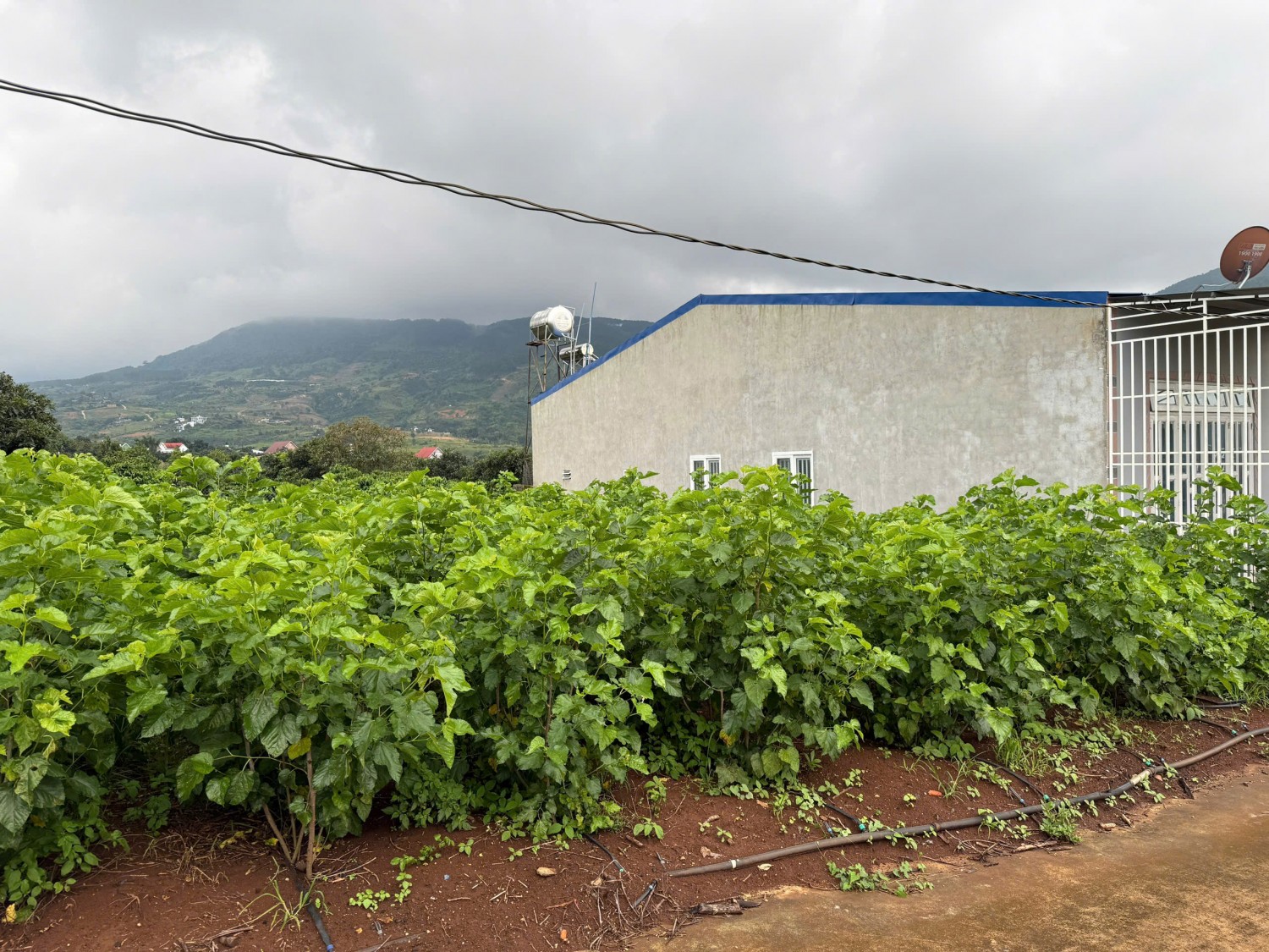 lo dat cach duong nhua 100m the cao view doi thong canh cac can nha nghi duong