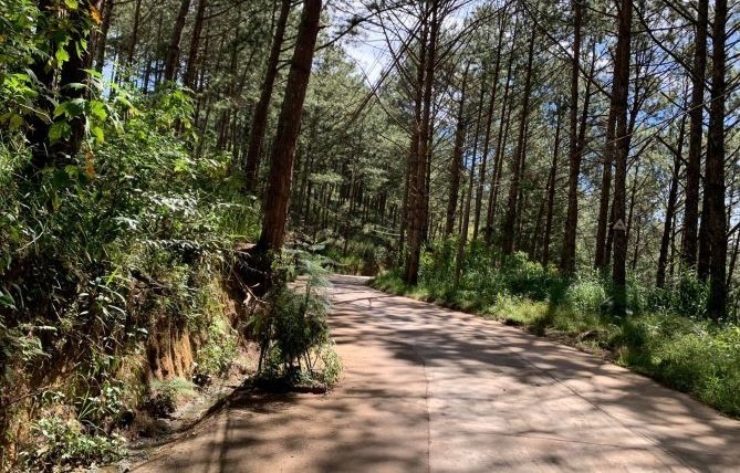 ban lo dat duong hung vuong 1hecta view rung thanh pho da lat gia 16 ty