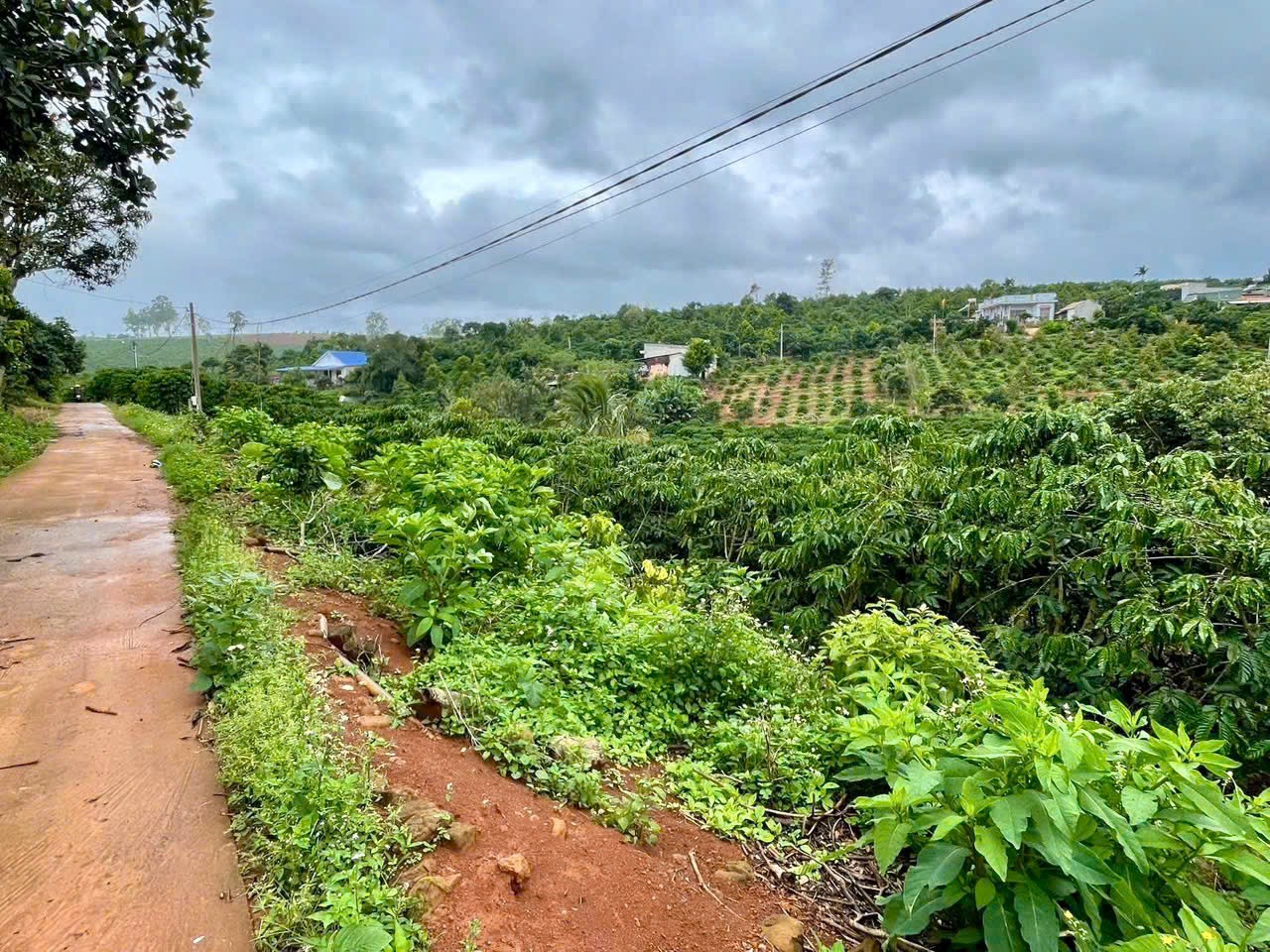 manh dat gia re dien tich lon san suoi sau dat dang trong cafe