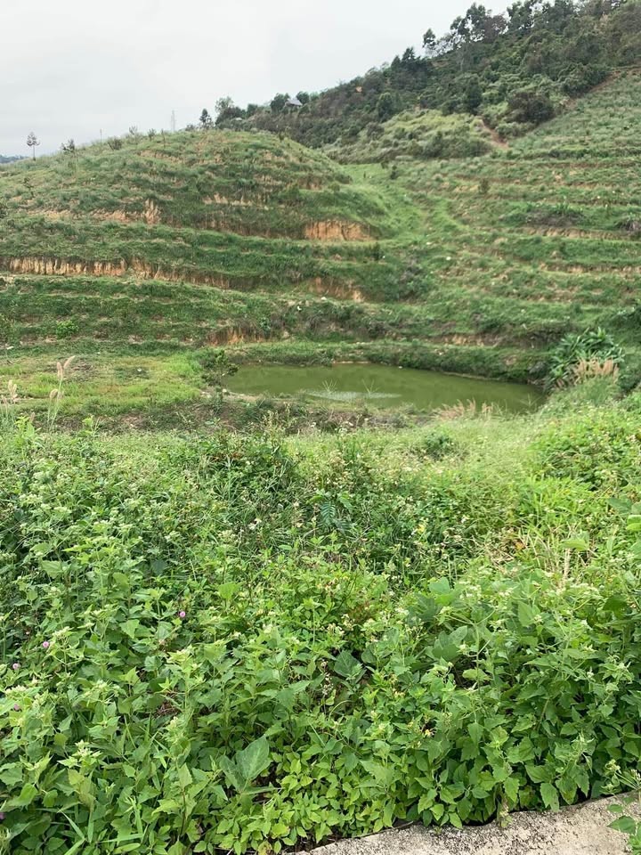 do tuoi gia suc yeu nen toi can ban 11ha dat tai loc bac bao lam gia 900tr ha