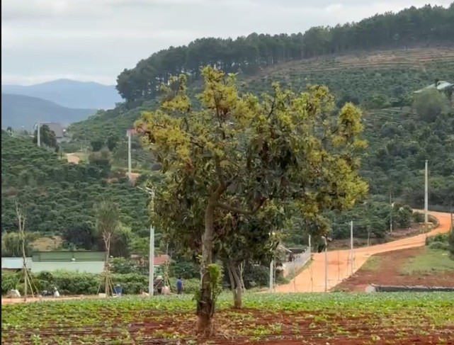 manh dat phang cuc dep view doi thong bao la xung quanh dang trong rau gia chu ngop